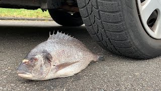 Crushing Crunchy & Soft Things by Car! EXPERIMENT FISH VS CAR