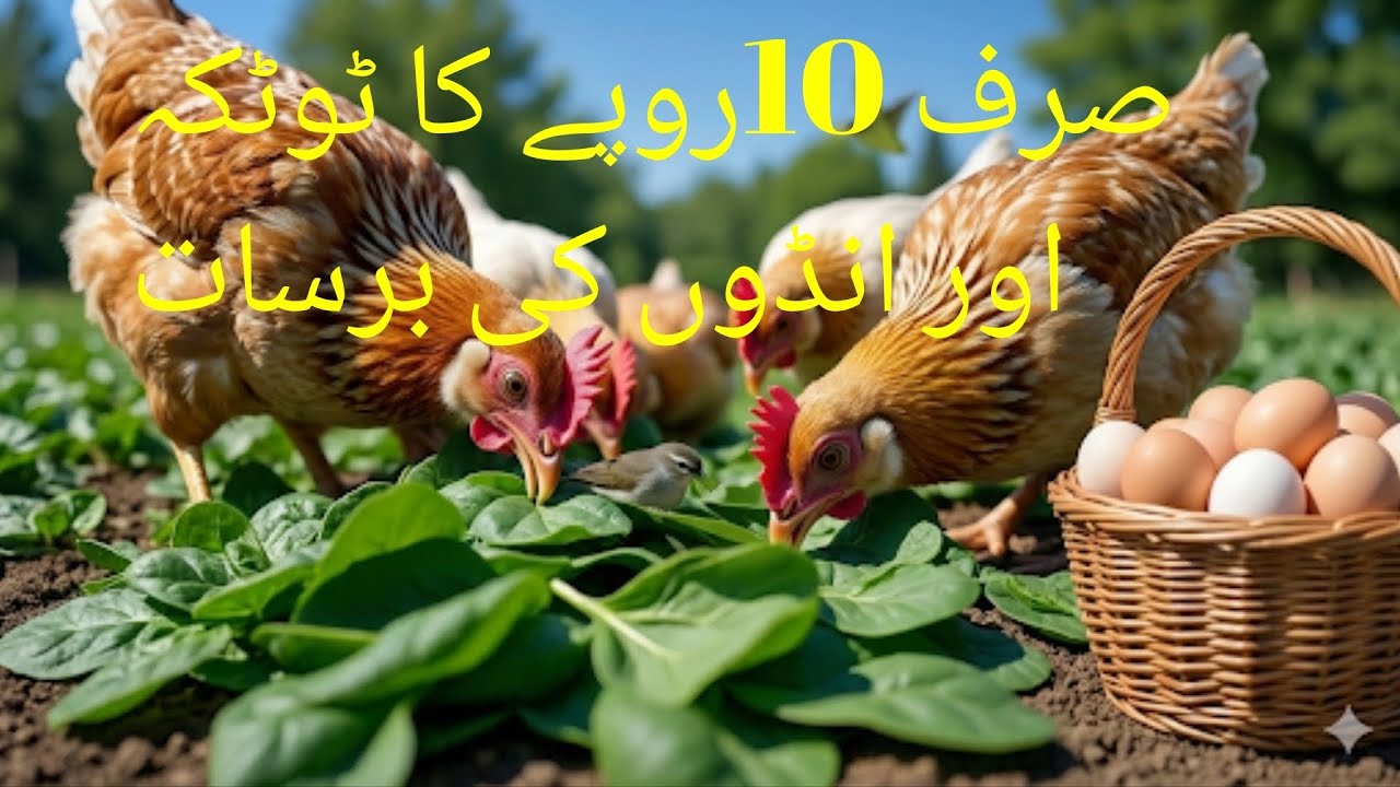 How to Increase Egg Production with Spinach | Poultry Farming Tips
