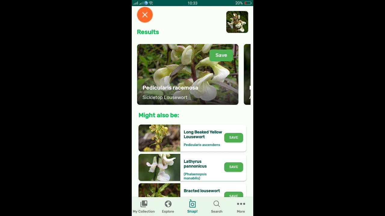 PlantSnap identifies a Sickletop Lousewort (Pedicularis racemosa)