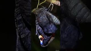 Émergence Du Paon-Du-Jour