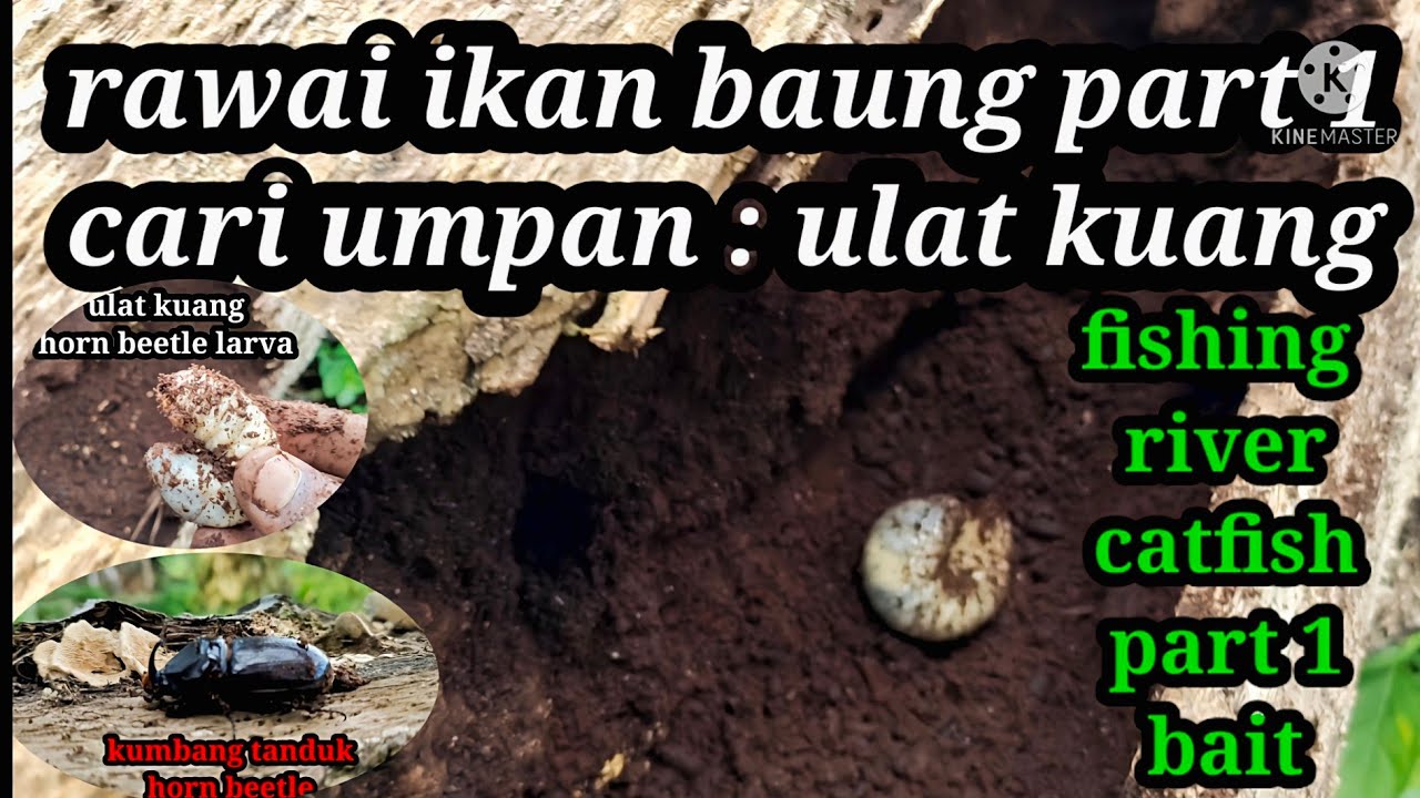 rawai ikan baung part 1 cari umpan ulat kuang @ fishing river catfish part 1 bait(horn beetle larva)