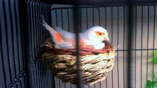 2017 Red Mosaic Canaries Breeding Log #1