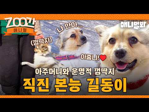 [#Zoo간애니멀] 아주머니의 모든 순간을 붙어 다니는 껌딱지 직진견 길동이🐶 I EP.1261 #TV동물농장 #AnimalFarm #애니멀봐