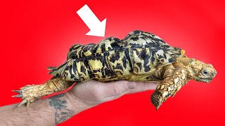 Bubbles, the Soft-Shelled Tortoise: From Neglect to Rescue screenshot 4