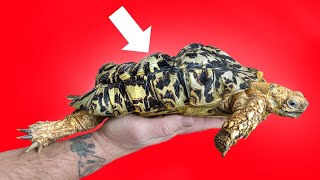 Bubbles, the SoftShelled Tortoise: From Neglect to Rescue