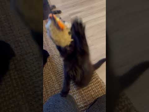 Maine Coon Kittens Game Time Ğÿ§¿Ğÿ¥³