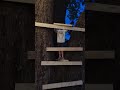 it's getting dark. you have to take a break till in the morning to work on your treehouse some more