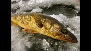 Wisconsin Fishing Report 12-20-23