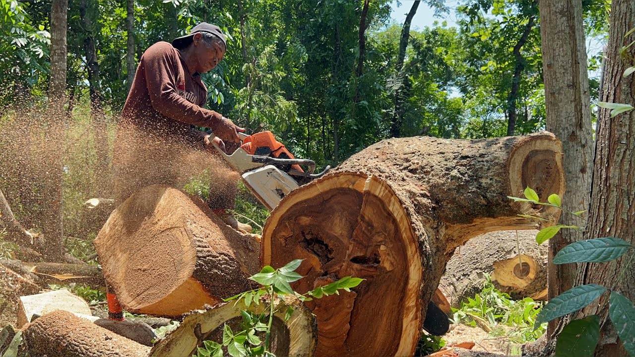 Best skill ‼️ Cut down trembesi tree with strongest chainsaw . - YouTube