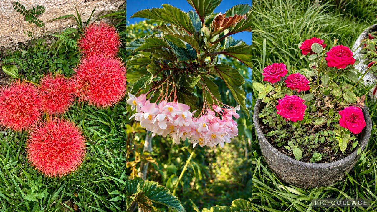 Meu Jardim Está Cheio de Flores Lindas 😍