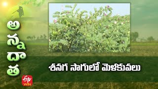 శనగ సాగులో మెళకువలు | Tips for bengalgram cultivation | ETV Telugu screenshot 2