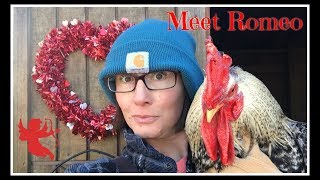 HOW to Introduce a NEW BIRD to Your Flock!