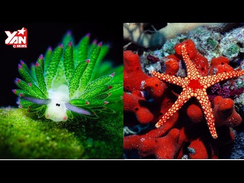 Video Top 5 Loài Vật 