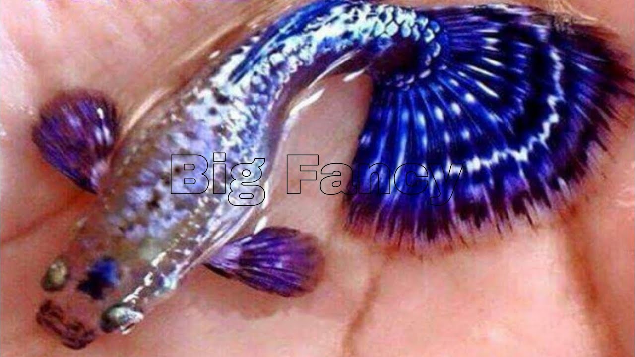 Most Beautiful color guppies breeding Complete Care, Diet, and Tank