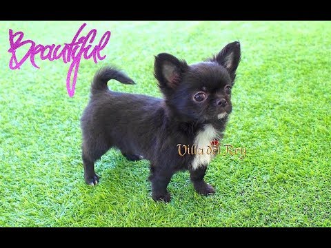 Perrita Chihuahua Negra De Pelo Largo Inteligente Y Encantadora Youtube