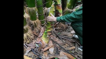 Dũng thật thà || toàn măng to đi hái măng rừng