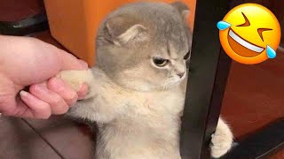 Funniest Cats and Dogs 2024 😹🐶 New Funny Animals Video 😍 Part 144 by Pets diary Diario de mascotas 432 views 2 weeks ago 15 minutes