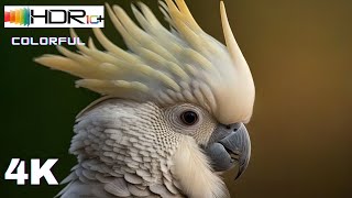 4K HDR 60fps with Animal Sounds & Relaxing Music (Colorful Dynamic)
