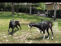 Playful Great Danes Have Fun Air Wrestling With GoPro Selfies