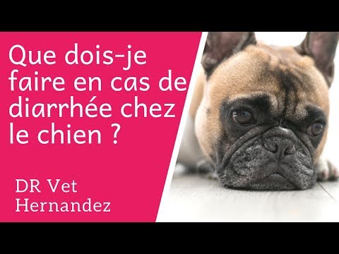 Vidéo: Qu'est-ce Qui Peut Causer La Diarrhée Chez Un Chien?