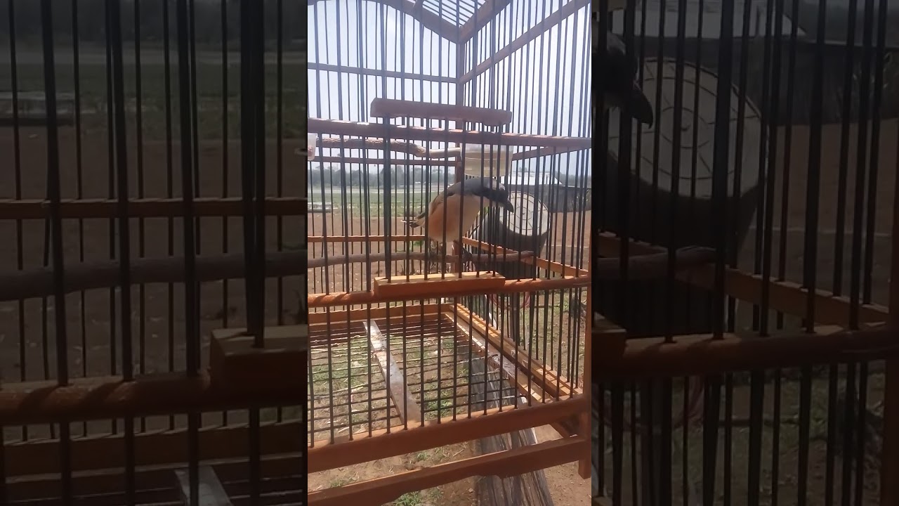 burung cendet 