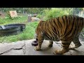 Global Tiger Day Live