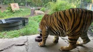 Global Tiger Day Live by San Diego Zoo Safari Park 5,517 views 3 years ago 20 minutes