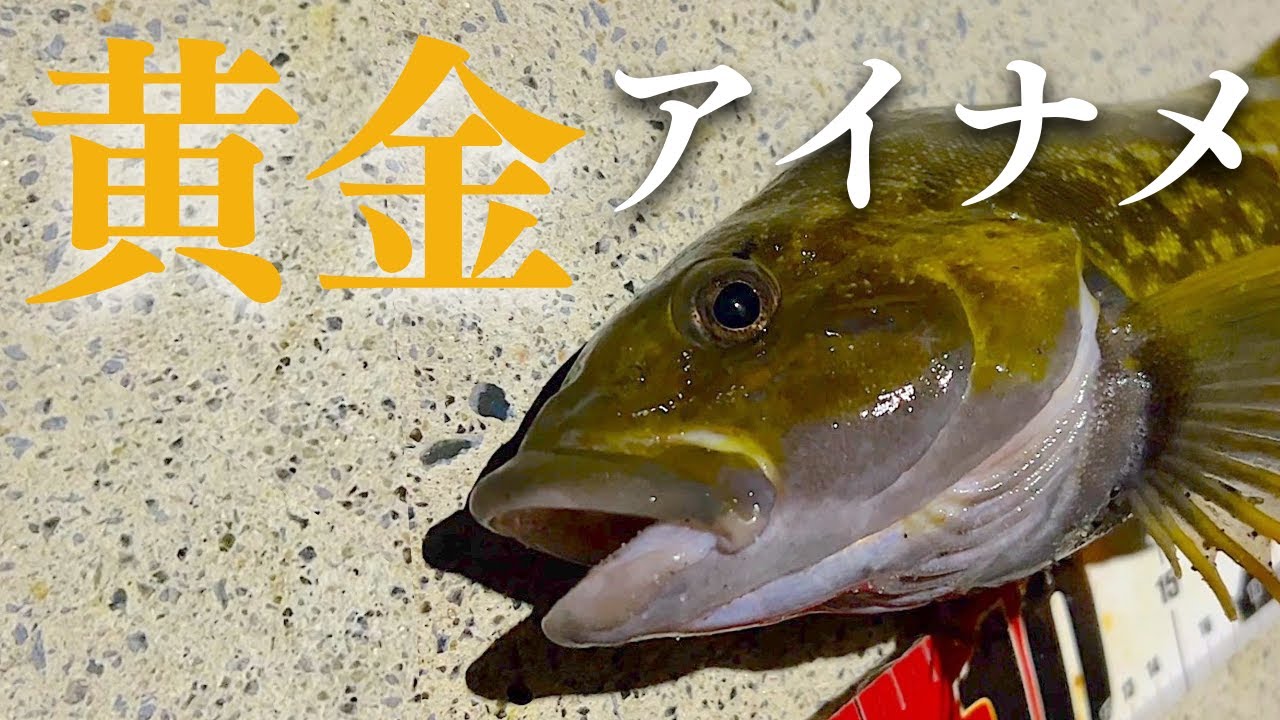 【宮城釣り】厳寒期でも根魚祭り。大漁の秘訣は夜釣りにあり！？