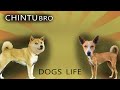 Chintu Bro – Dog’s Life | Funny Dog video | “DOGS LIFE 🐕🔥”
