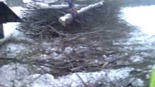 Flisning av keps.AVI