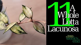 : A WHOLE LOTTA LACUNOSA - 11 Hoya Lacunosa - Giant Leaf, Durian Perangin, Laos, Mr Tent, and more