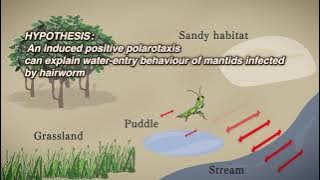 Enhanced polarotaxis can explain water entry behaviour of mantids infected with nematomorph parasite