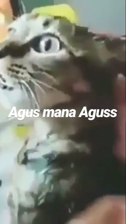 lucu. kucing ini menyebut nama agus