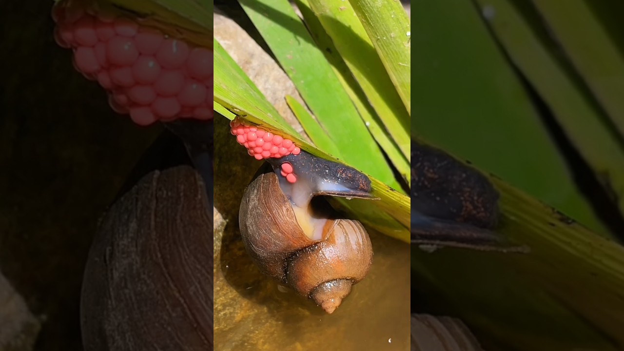 A small aquatic animal | A small aquatic animal that lays eggs 