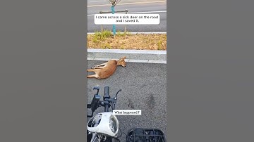 save the fallen fawn #animals  #rescue  #pets