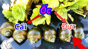 Phân biệt ốc bươu đen đực và ốc cái