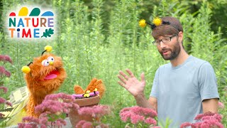 All About Bees | Buzzing Bees | Nature Time