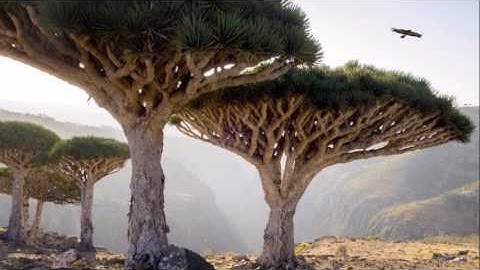 سورة الزمر 61-67