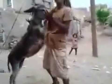 يرقص مع حمار مضحك جدا    man dancing with a donkey