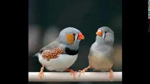 Est-ce que le mandarin chante ?