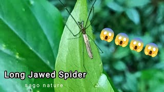 Long jawed spider | Long jawed orb weaver | Orb-Weaver Spider | Long spider #spider #animals #nature