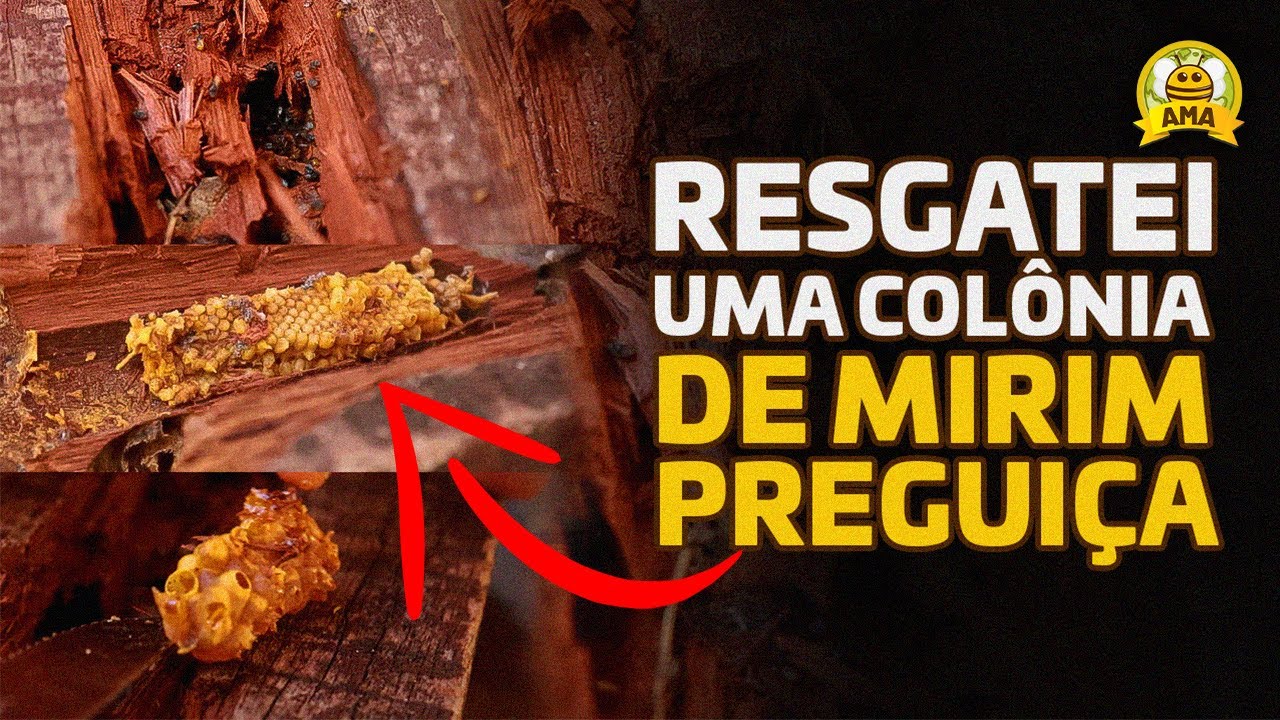 A MAIS DIFICIL TRANSFERÊNCIA que ja fiz - O resgate da Mirim preguiça (Friesella schottky)