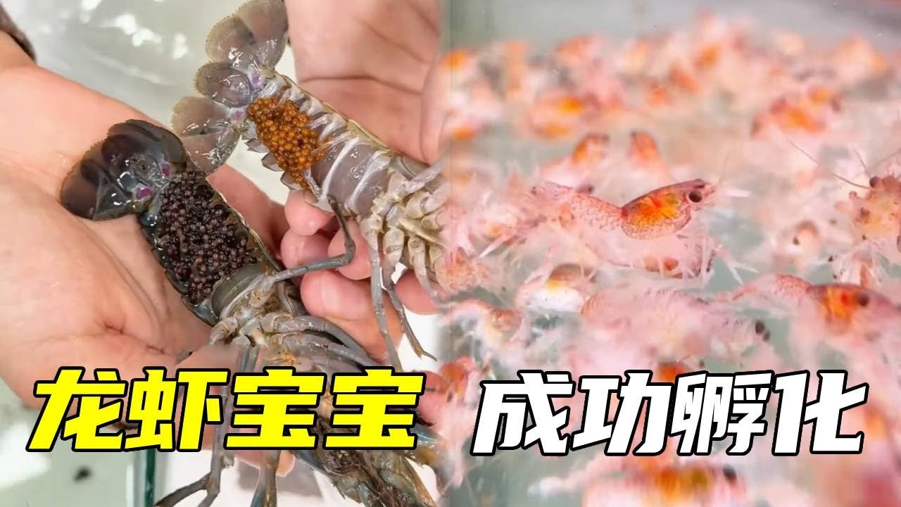用一个月时间来记录龙虾宝宝的孵化进程，没想到过程竟然这么顺利，成就感在此刻得到巨大满足！【鲁伟学长】