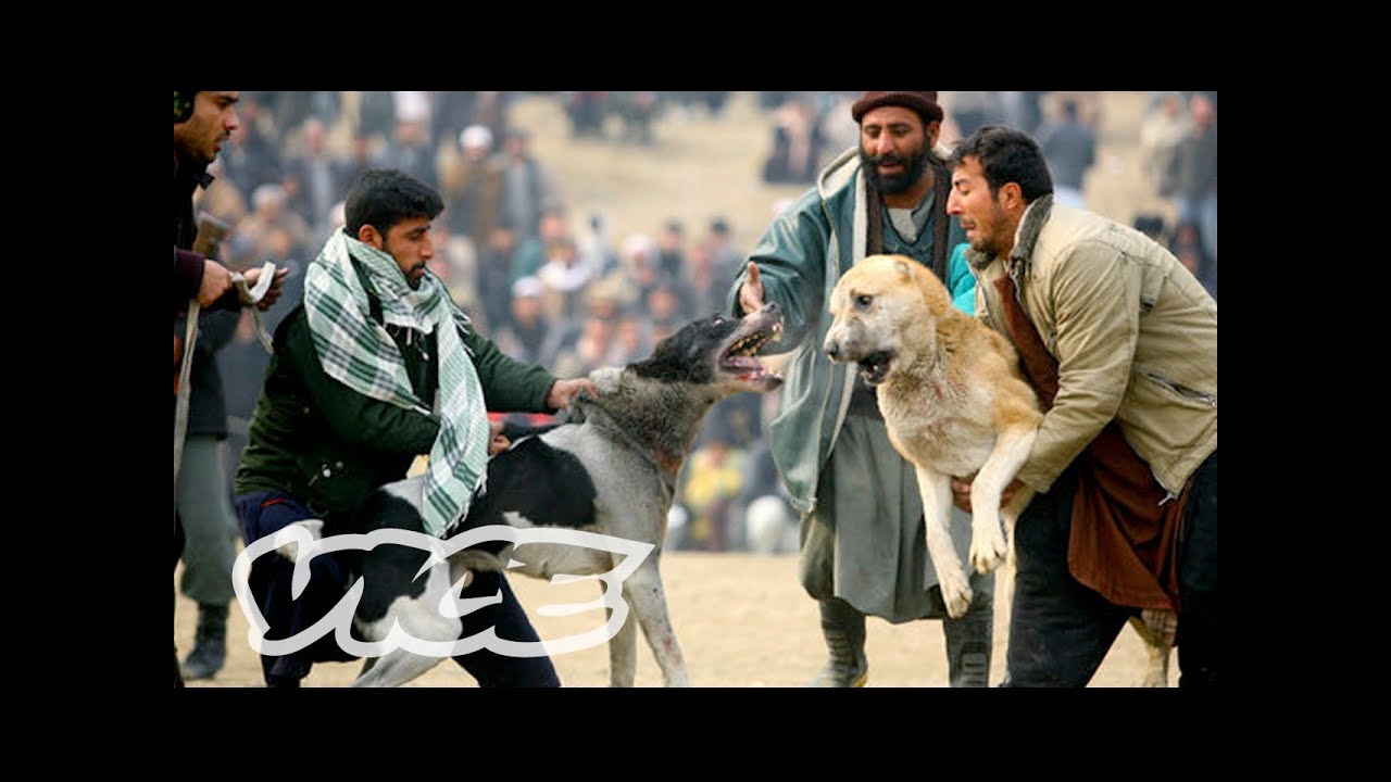 Underground Dog Fighting in Afghanistan (Part 2/3)