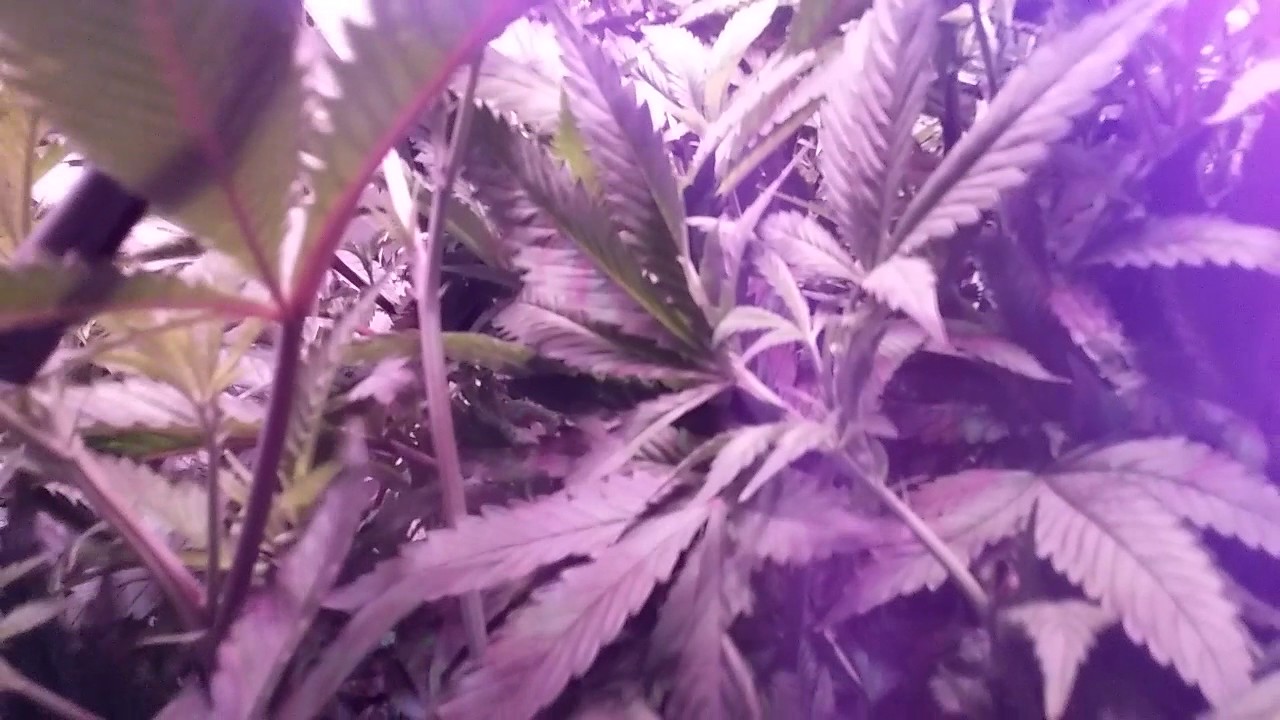 Another more recent update i got some tga genetics