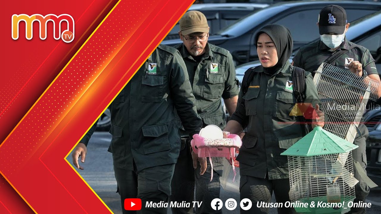 pengurus-resort-didenda-rm2-500-simpan-hidupan-liar-tanpa-lesen-permit