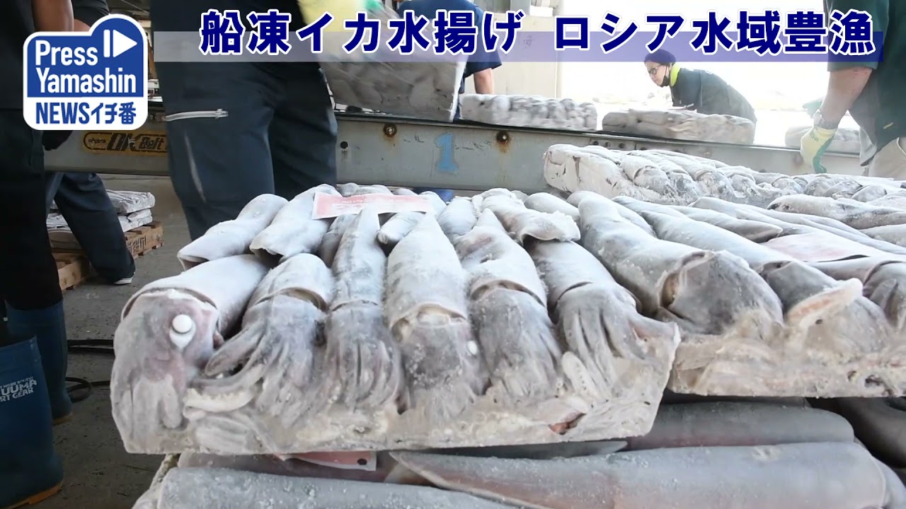 船凍イカ水揚げ ロシア水域豊漁 酒田市 酒田港 Youtube