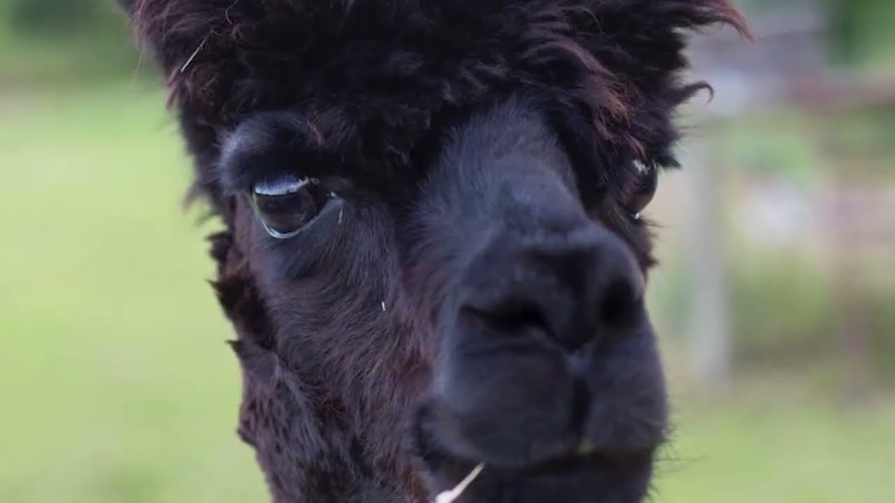 Alpacas humming