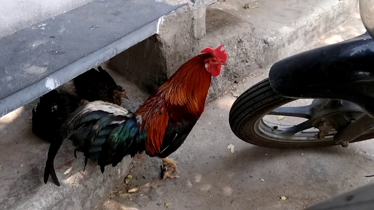 pets and animals for sale cock | hen | rooster | amagig | india | fun | funny | village | animal | cute