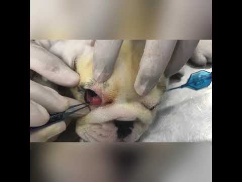 Vídeo: Glândula Prolapso dos Nictitanos (Olho de Cereja)
